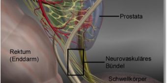 anatomie-prostata