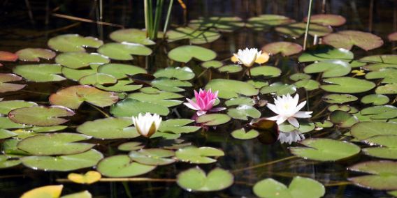 Bild: Teich mit Seerosen